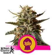 Royal Queen Seeds BubbleGum XL